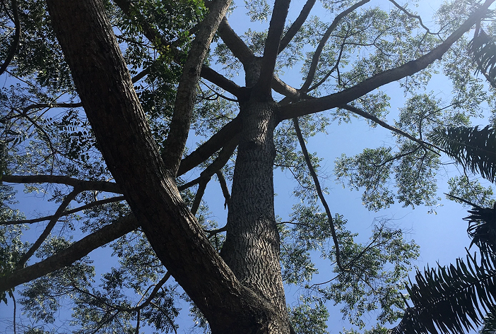 The Musizi Tree